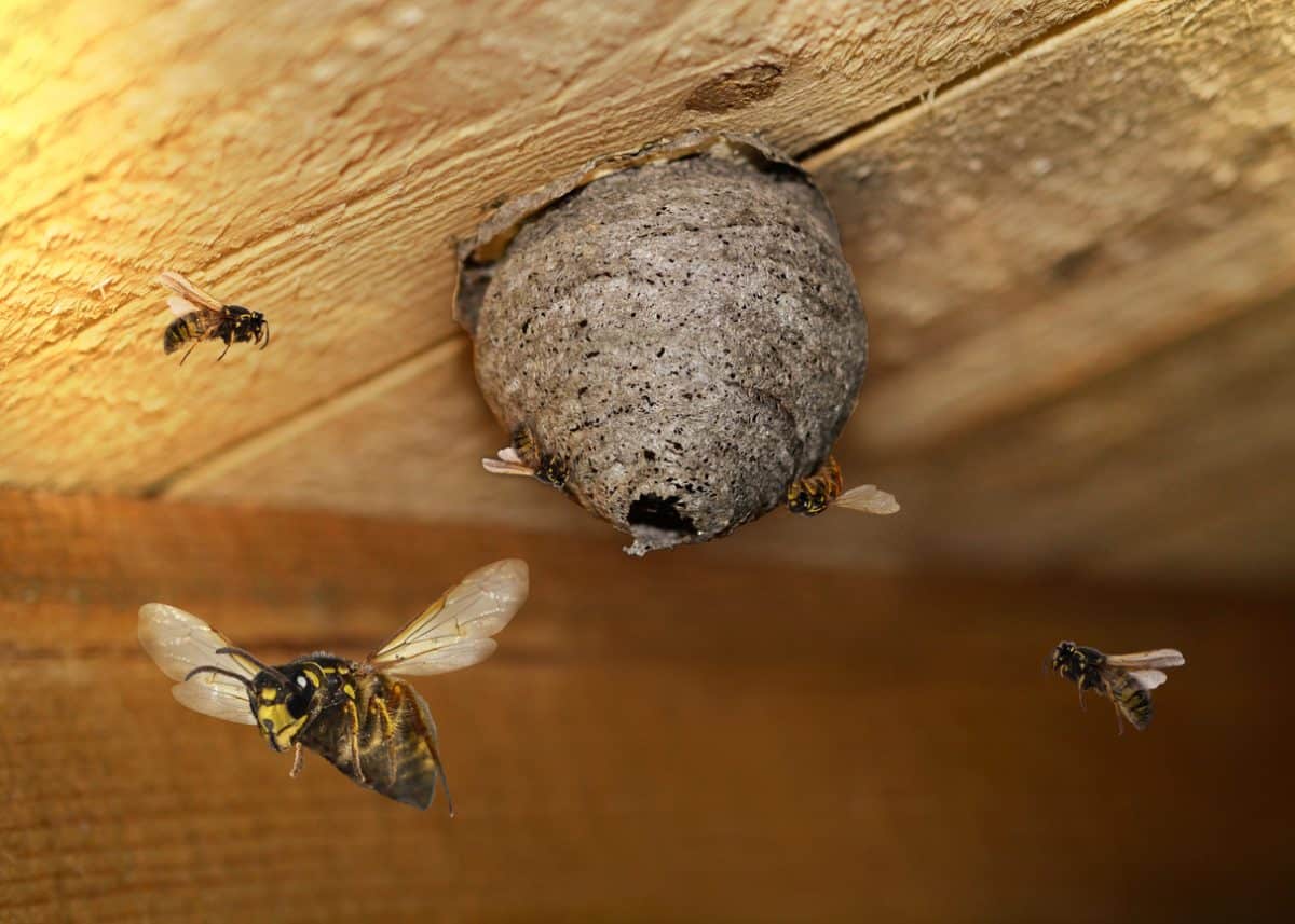 Emplacements des nids de guêpes et frelons