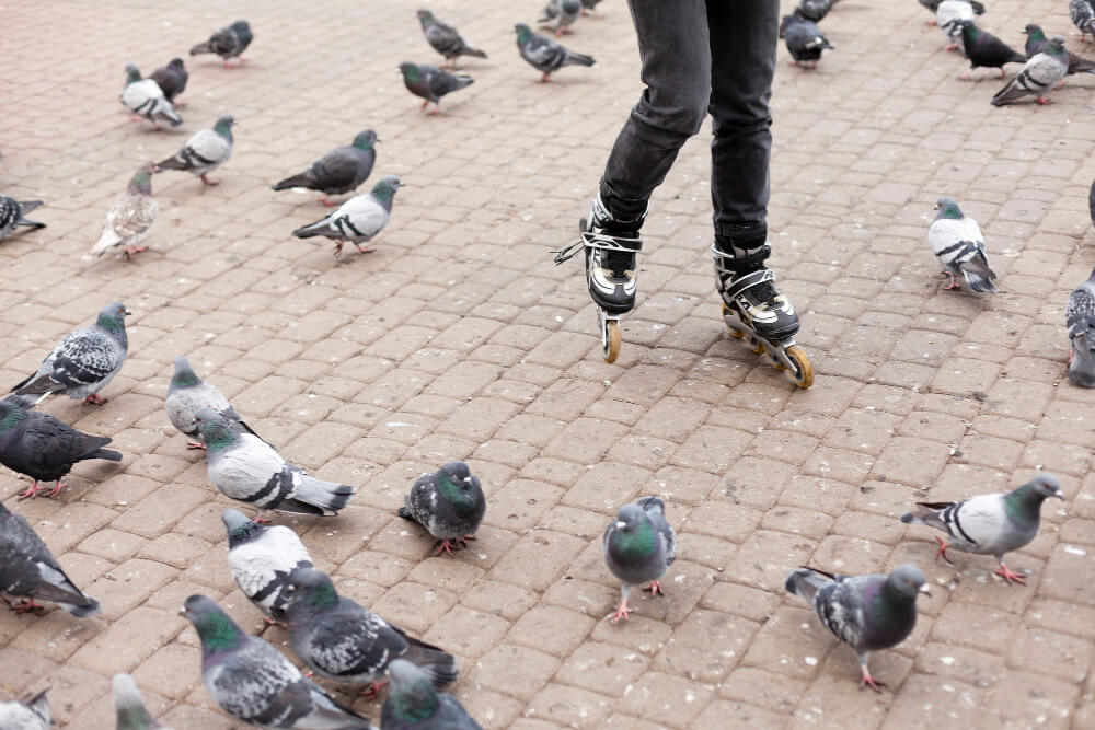 Dépigeonnage en action