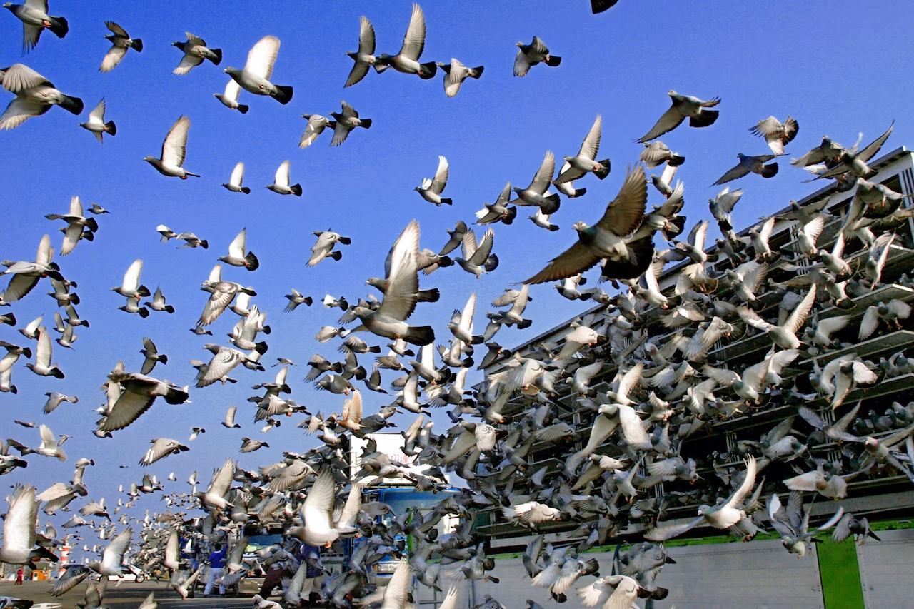 Élimination des pigeons