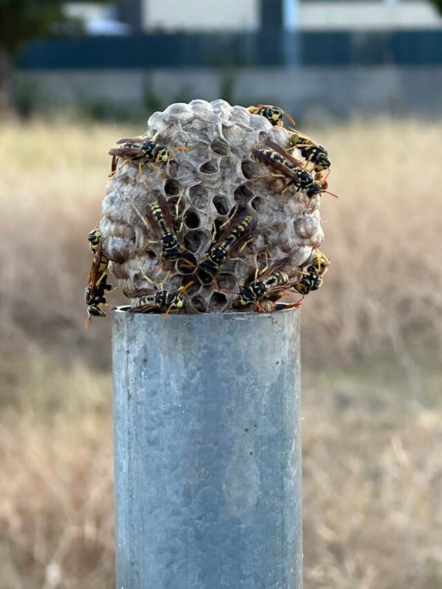 Guêpes et Frelons