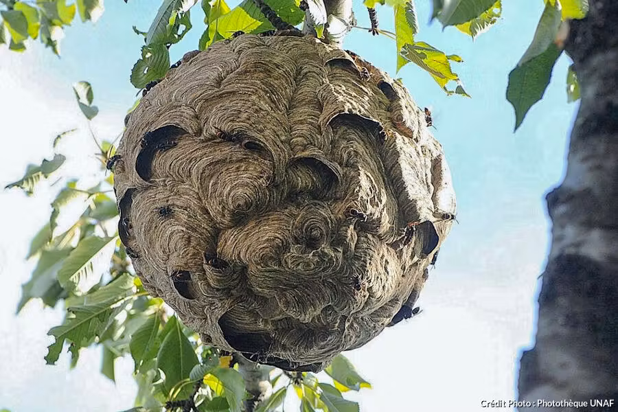 Nid de Frelon au Printemps 2025 : Détection et Prévention en Drôme-Ardèche