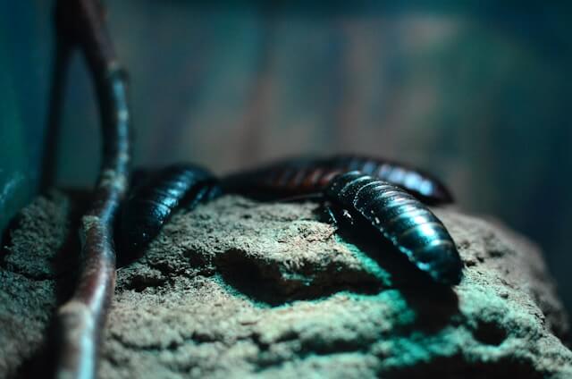 Désinsectisation - Service professionnel par Ravi Nuisible dans la Drôme